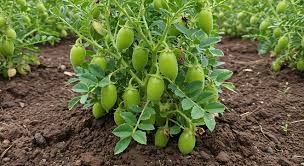 Radhika Seeds Green Gram Crop